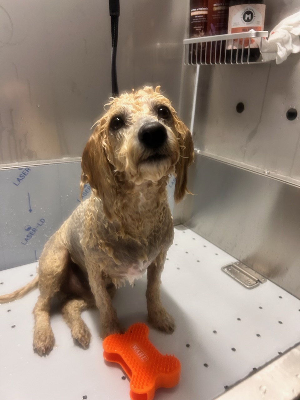 Pinky’s dog grooming | Banks St, Warneet VIC 3980, Australia | Phone: 0422 857 915