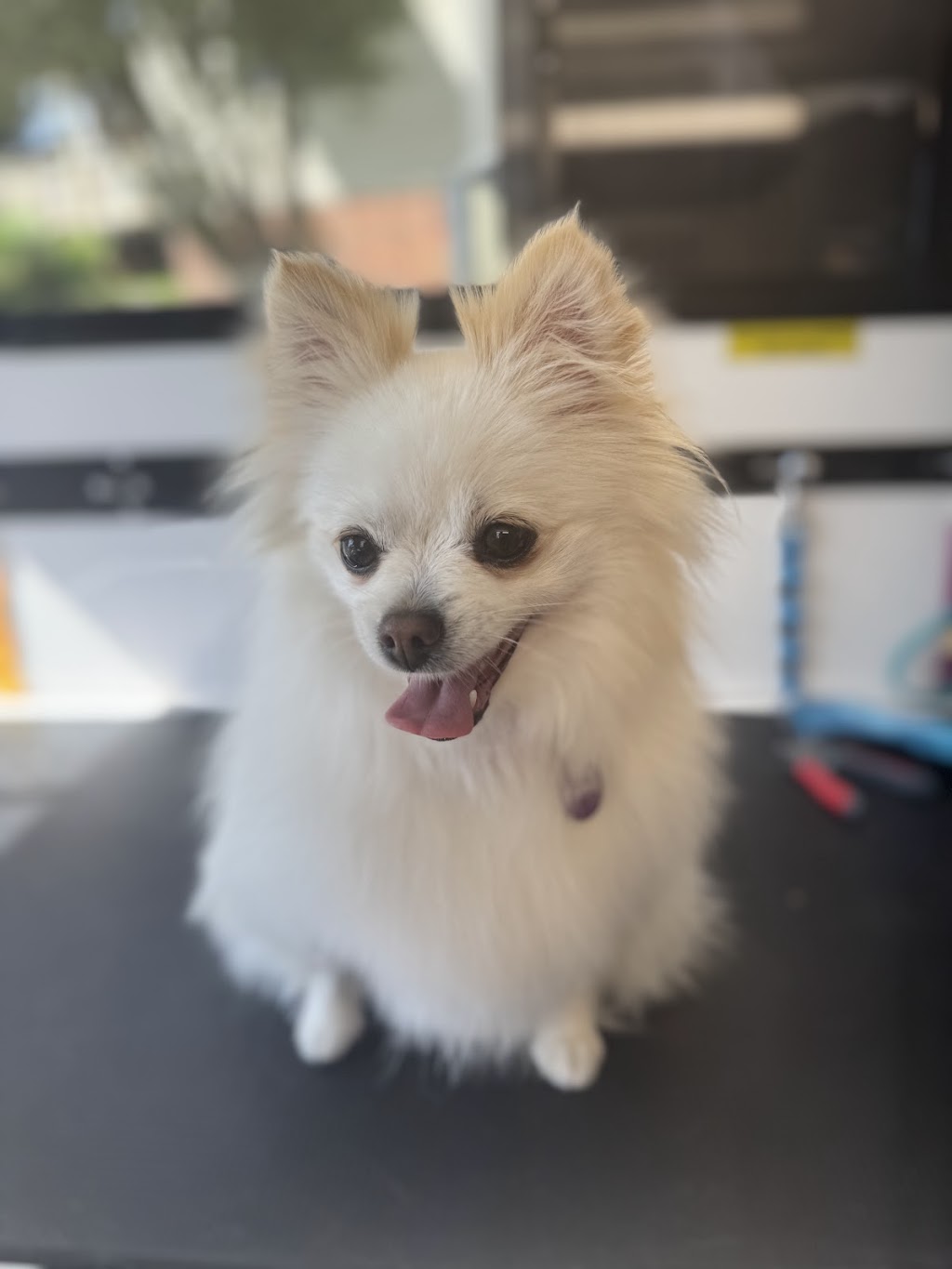 Simply Pawgeous Grooming | 951 Dicksons Rd, Dooralong NSW 2259, Australia | Phone: 0484 671 351
