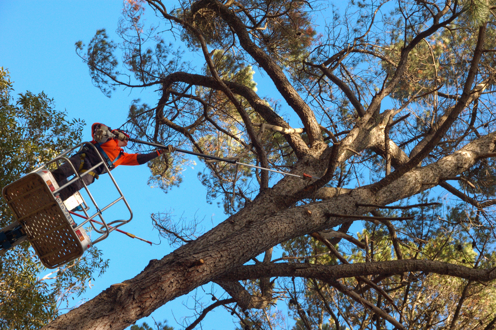 Central Tree Care | 18 Palmer St, Romsey VIC 3434, Australia | Phone: 0409 023 282