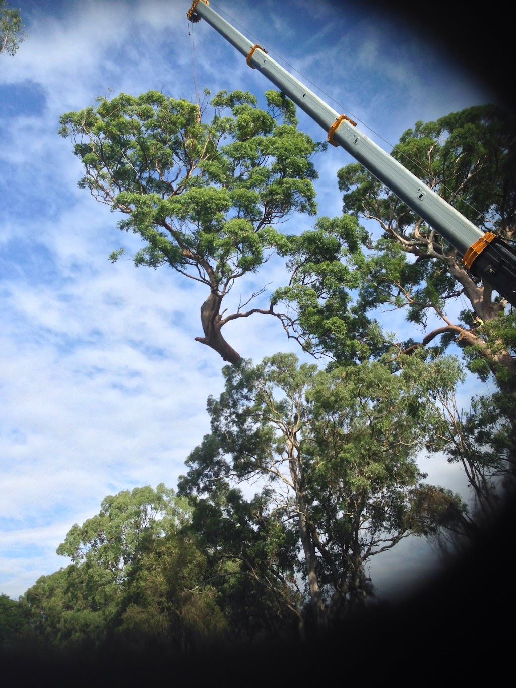 Gold Coast Tree Loppers | Helensvale QLD 4212, Australia | Phone: 0411 722 434