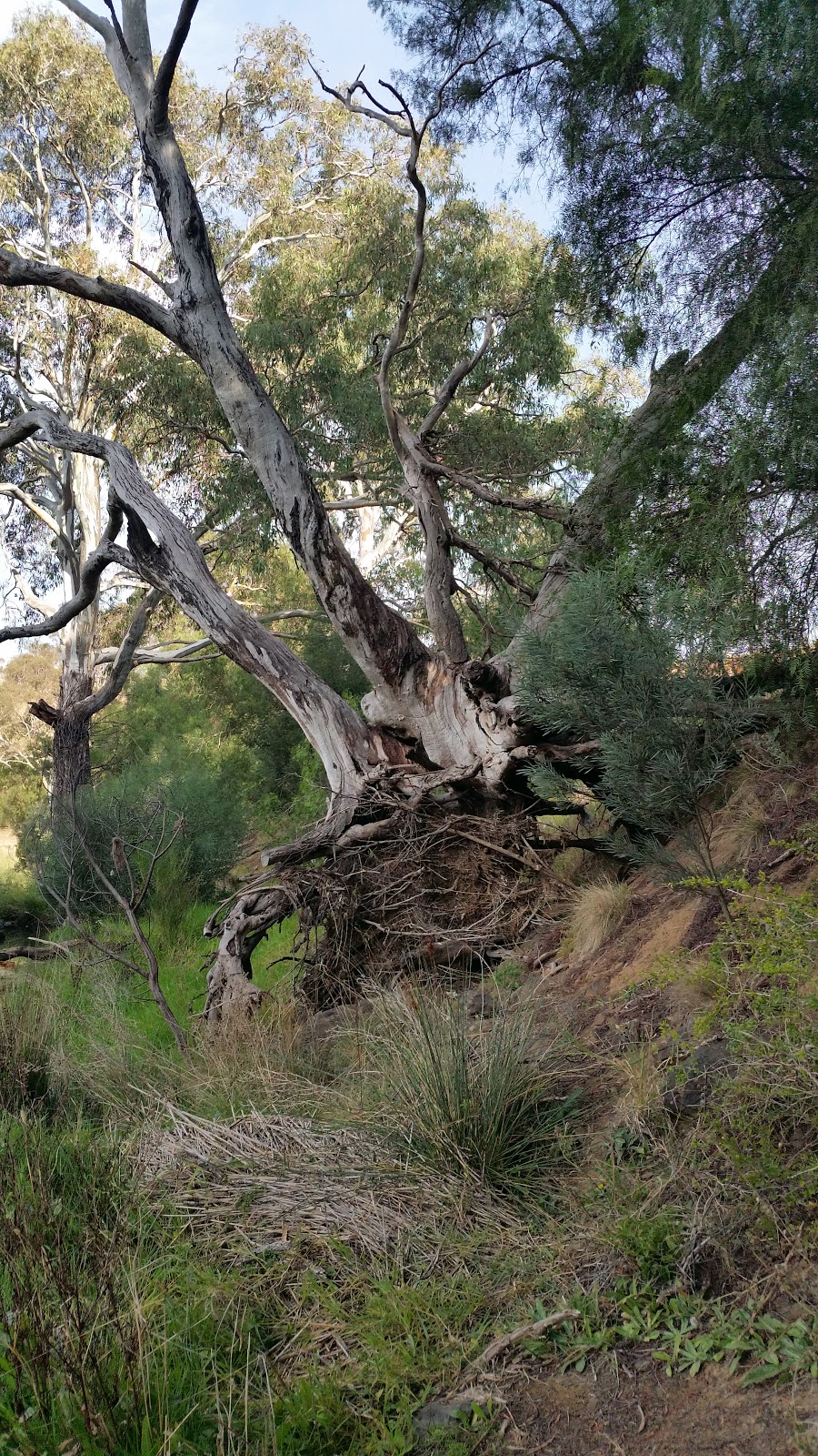 Lozzbert Reserve | park | Greigs Rd, Melton South VIC 3338, Australia