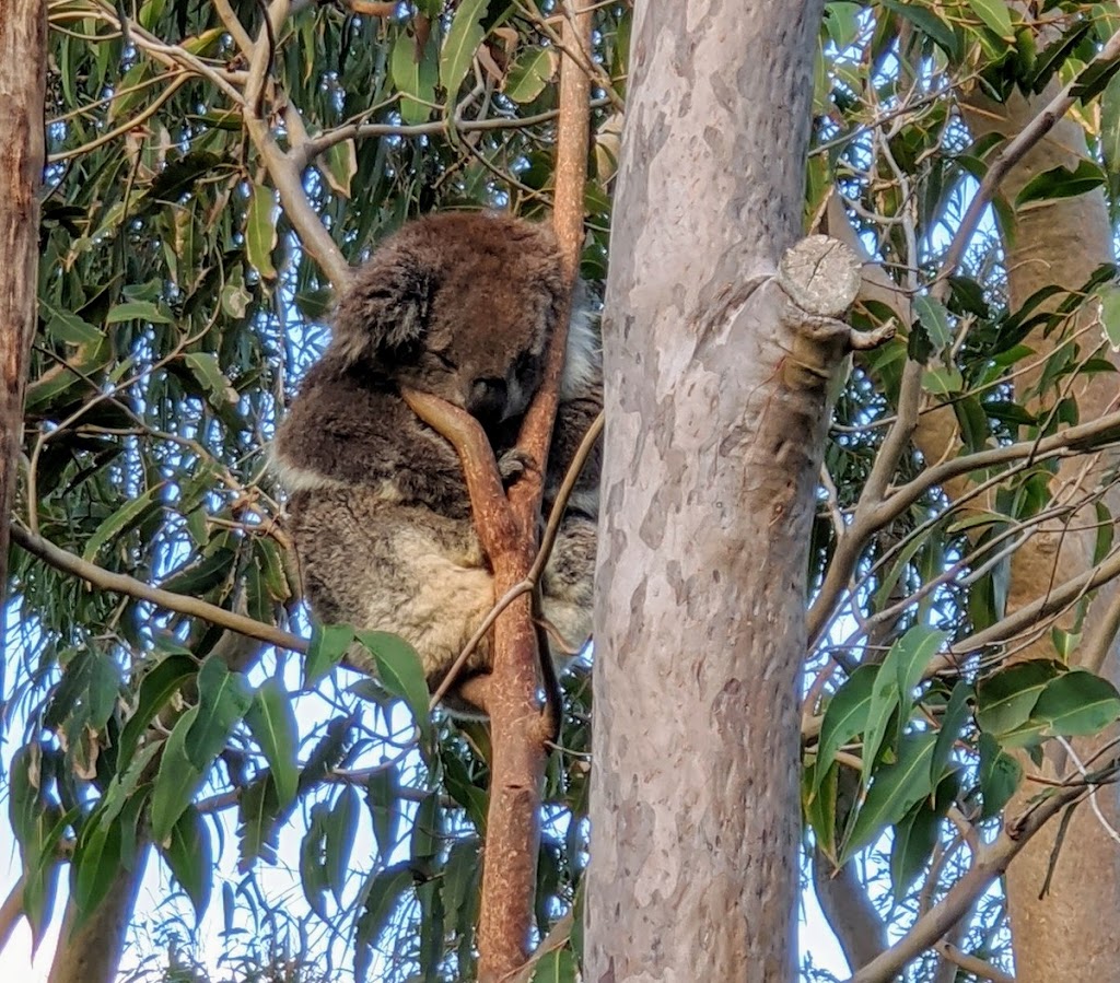 Yanchep Koala Boardwalk | tourist attraction | Yanchep WA 6035, Australia | 0893037759 OR +61 8 9303 7759