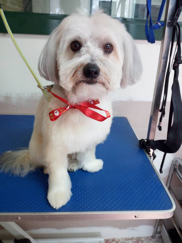 Scooby & Friends Dog Grooming | Barton Hwy &, Federal Hwy, Lyneham ACT 2602, Australia | Phone: 0430 535 034