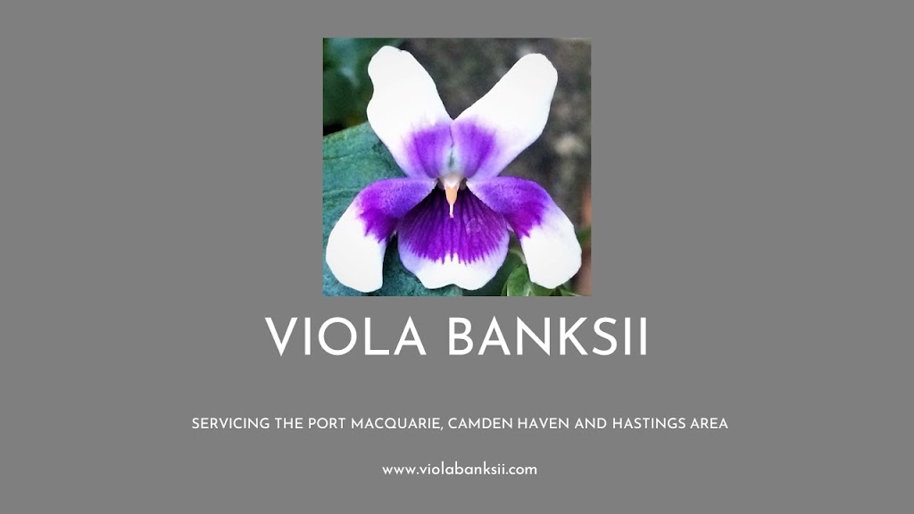 Viola banksii | 4 Albert St, Kendall NSW 2439, Australia | Phone: 0411 331 599