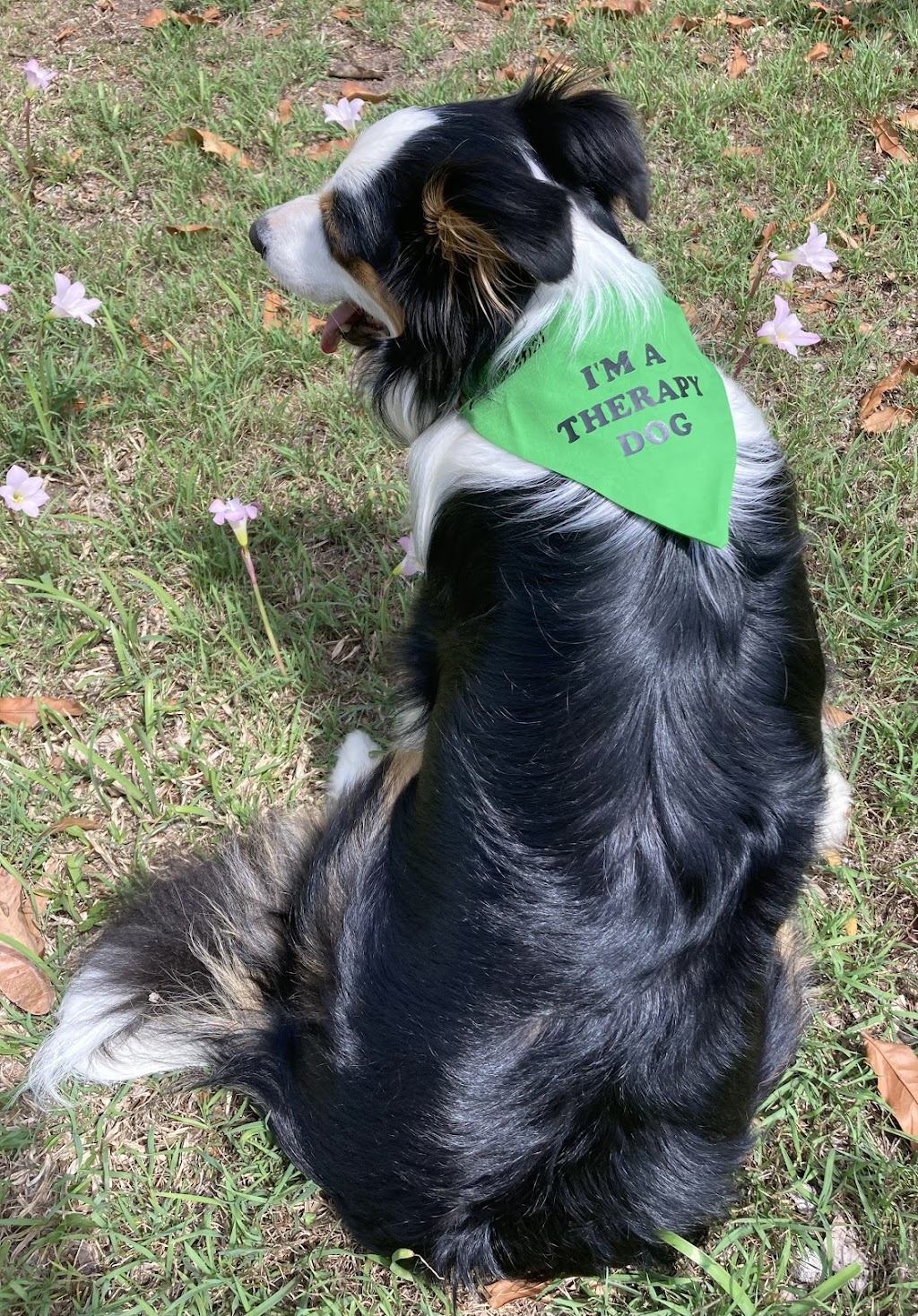 K9 Potential | 699 Cedar Creek Rd, Cedar Creek QLD 4520, Australia | Phone: 0401 935 750