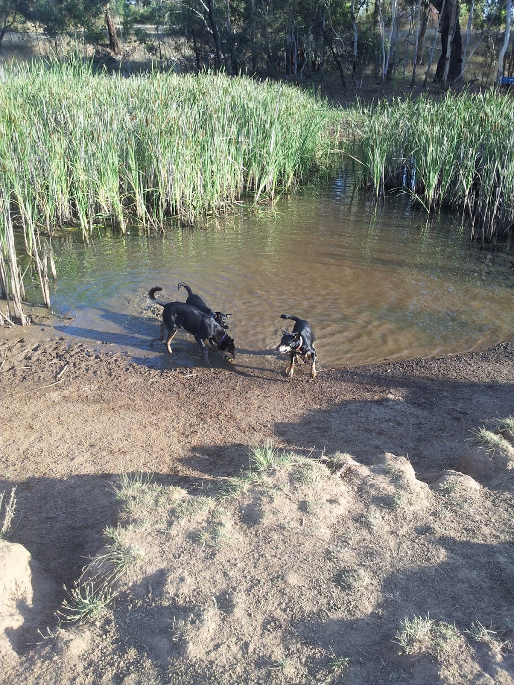 Gosling Creek Reserve Dog Park | park | 21 Bloomfield Rd, Orange NSW 2800, Australia