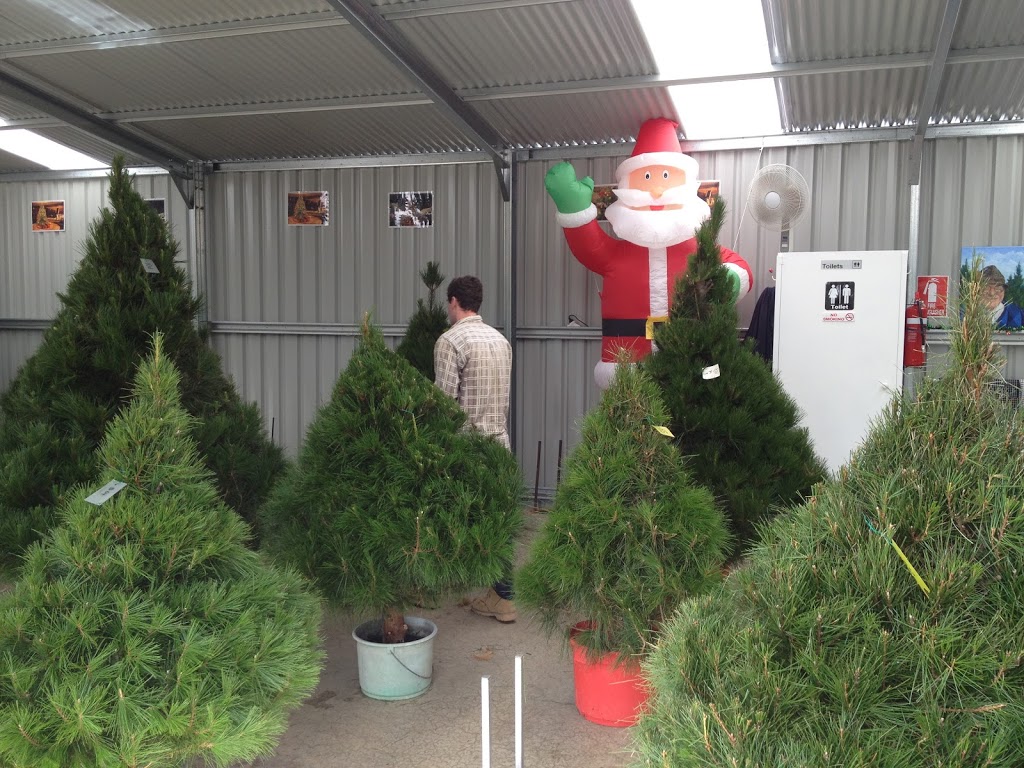 Christmas Tree Plantation | 160 Clarendon Rd, Clarendon SA 5157, Australia | Phone: 0434 519 839