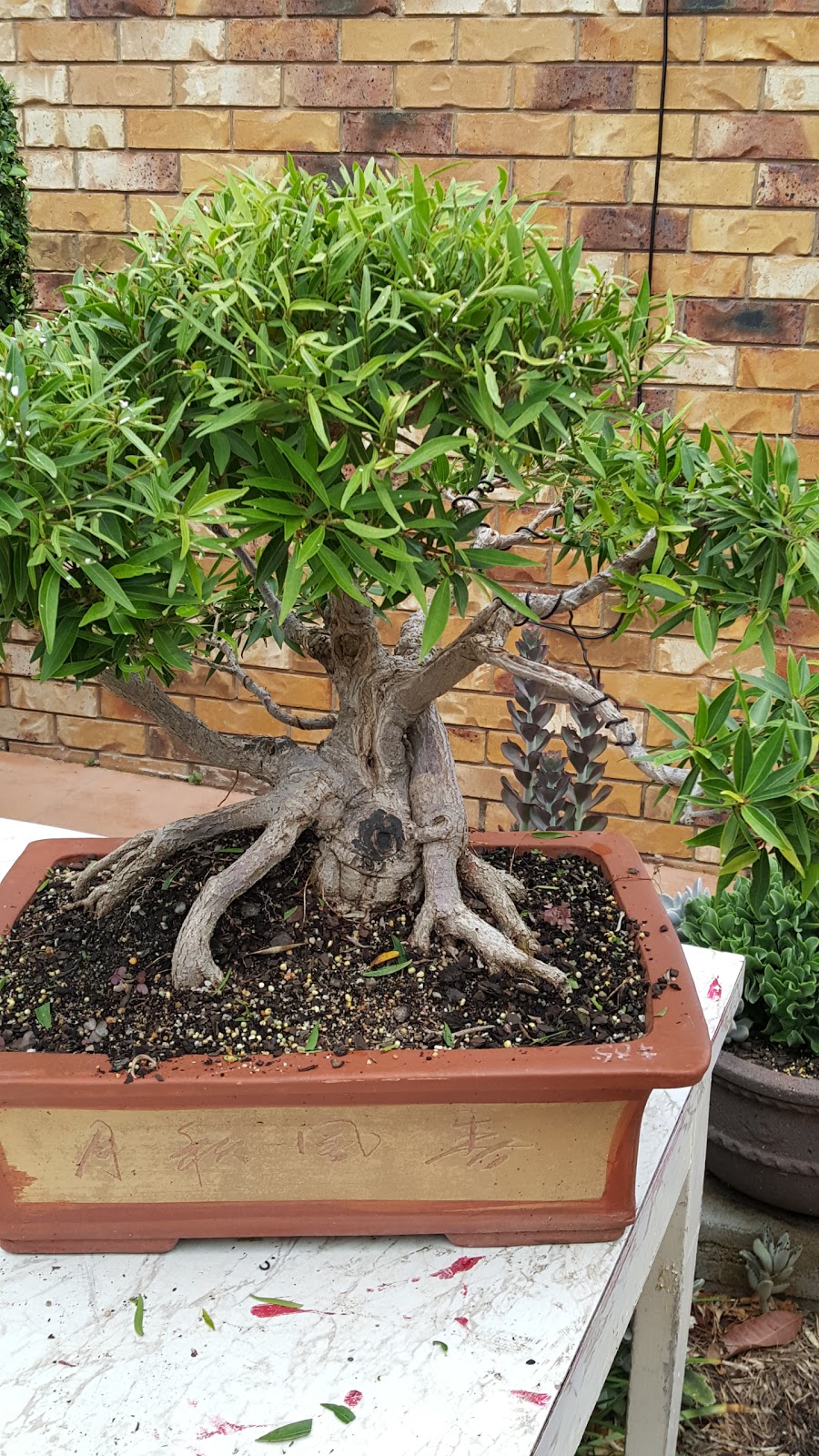 Jade Bonsai Gallery | 10 Pierce Ct, Stretton QLD 4116, Australia | Phone: 0421 376 097