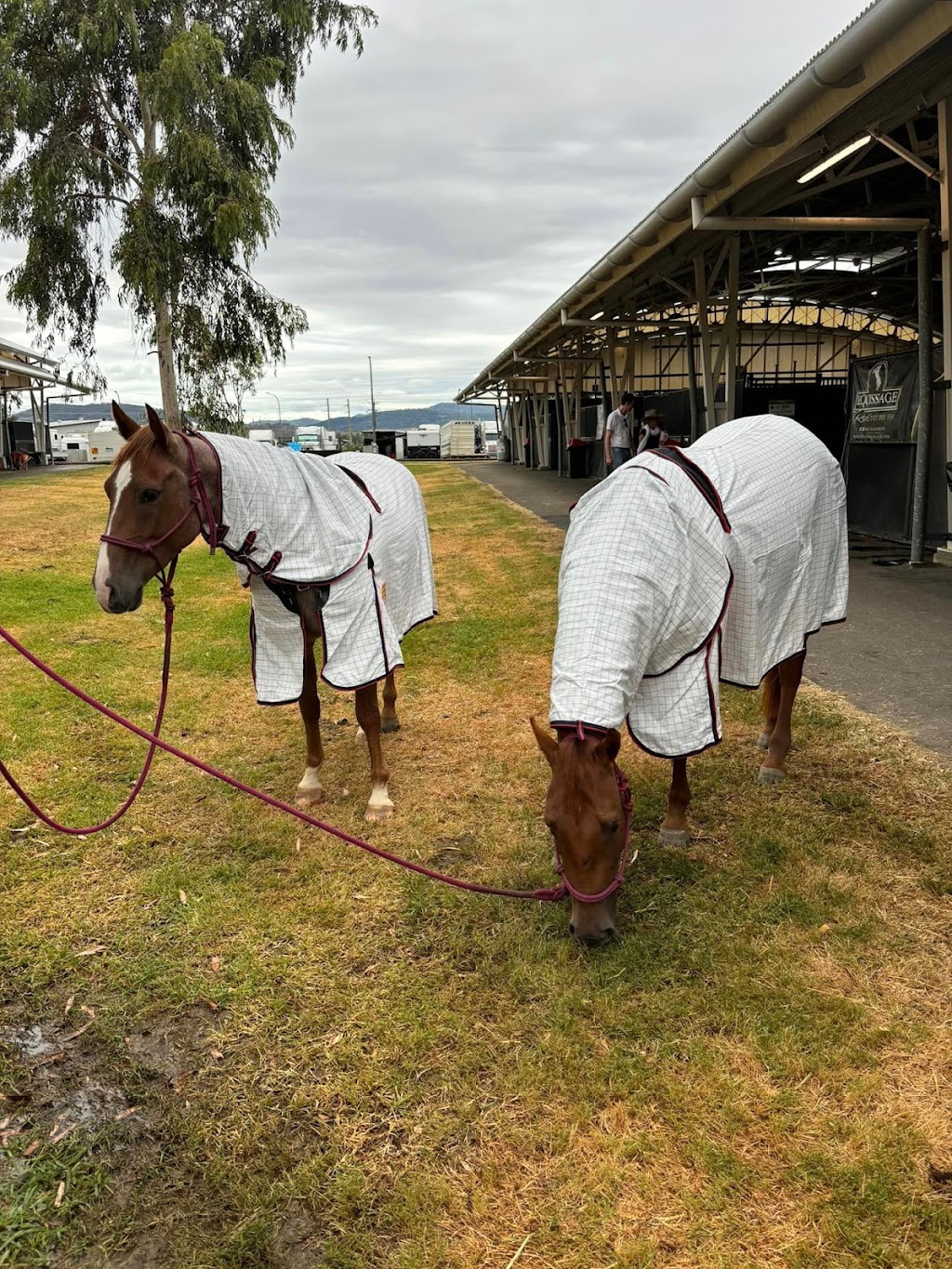 Newmarket Saddlery | 30 Main St, Cudal NSW 2864, Australia | Phone: 0414 942 227