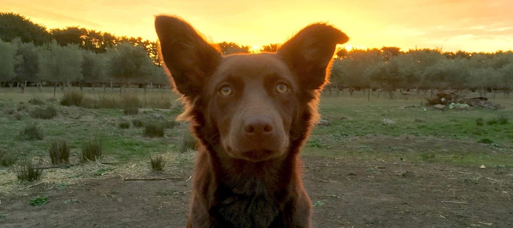 Red Dog Farm Mount Duneed | 205 Mt Duneed Rd, Mount Duneed VIC 3217, Australia | Phone: 0400 013 701