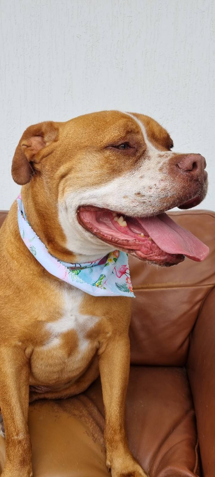 Sues Pet Transport | 8 Connaghan Ave, East Corrimal NSW 2518, Australia | Phone: 0456 813 583