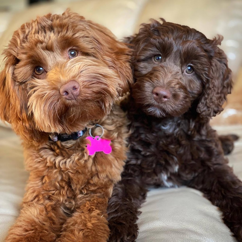 Bella-Lealta Mini Groodles & Cavoodles | City of Lake Macquarie, NSW 2264, Australia | Phone: 0411 552 392