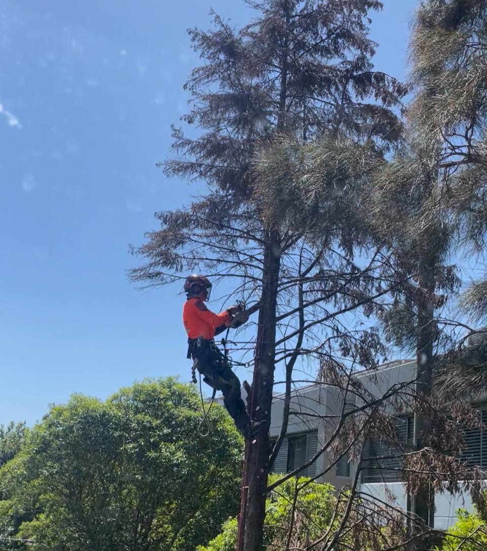 Tall Timbers Tree Solutions | 45 Leumeah Ave, Chain Valley Bay NSW 2259, Australia | Phone: 0424 712 292