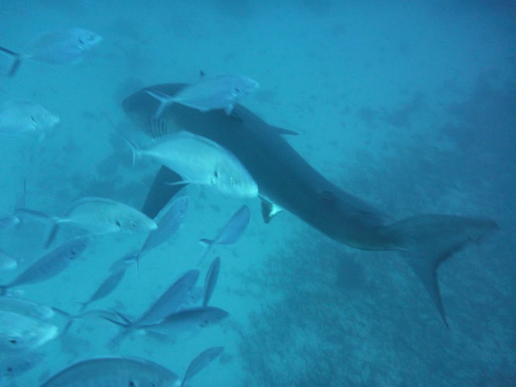 Rodney Fox Shark Expeditions | travel agency | 73 Ninth Ave, Joslin SA 5070, Australia | 0883631788 OR +61 8 8363 1788