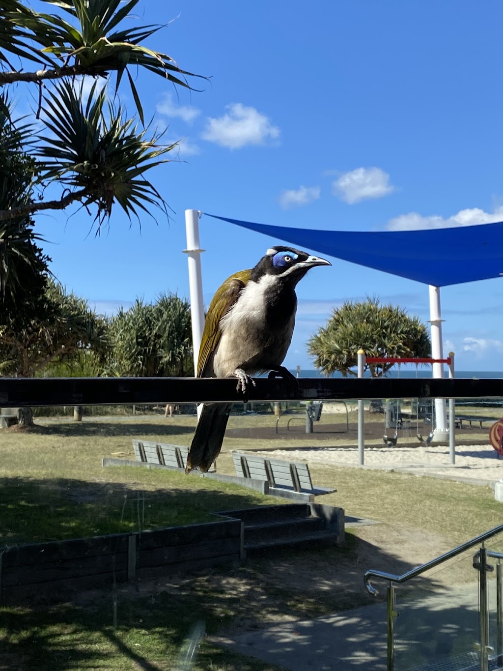 Tallebudgera Surf Life Saving Club | 1509 Gold Coast Hwy, Palm Beach QLD 4221, Australia | Phone: (07) 5576 4415