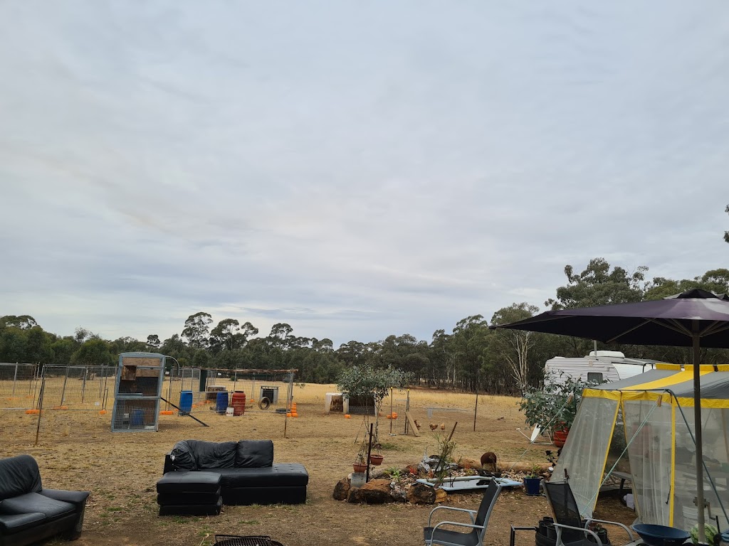 Trevs Farm | 205 Mount View Rd, Goldsborough VIC 3472, Australia | Phone: 0418 566 295