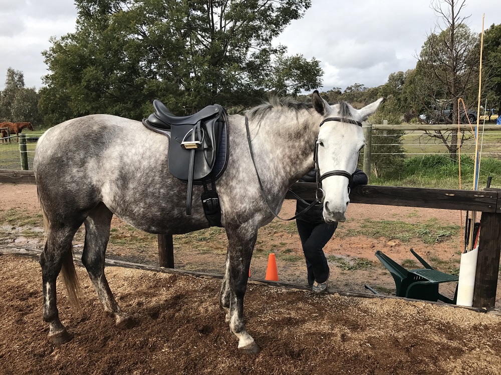 David Mellor Horsemanship | 2401 Strathfieldsaye Rd, Eppalock VIC 3551, Australia | Phone: 0427 393 144