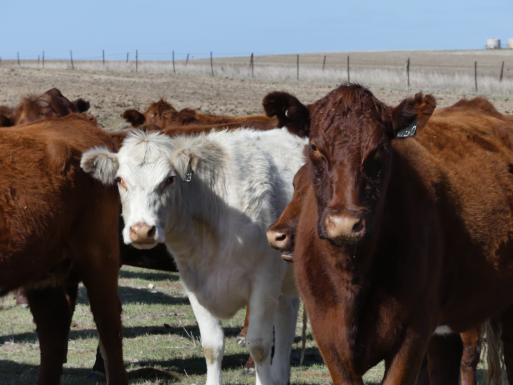 Keller Livestock | food | 197 Adelaide Rd, Murray Bridge SA 5253, Australia | 0428845590 OR +61 428 845 590