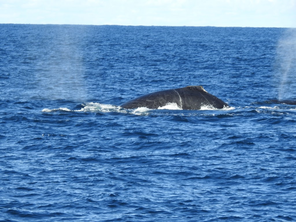 Jervis Bay Whales | travel agency | 50 Owen St, Huskisson NSW 2540, Australia | 0244416311 OR +61 2 4441 6311