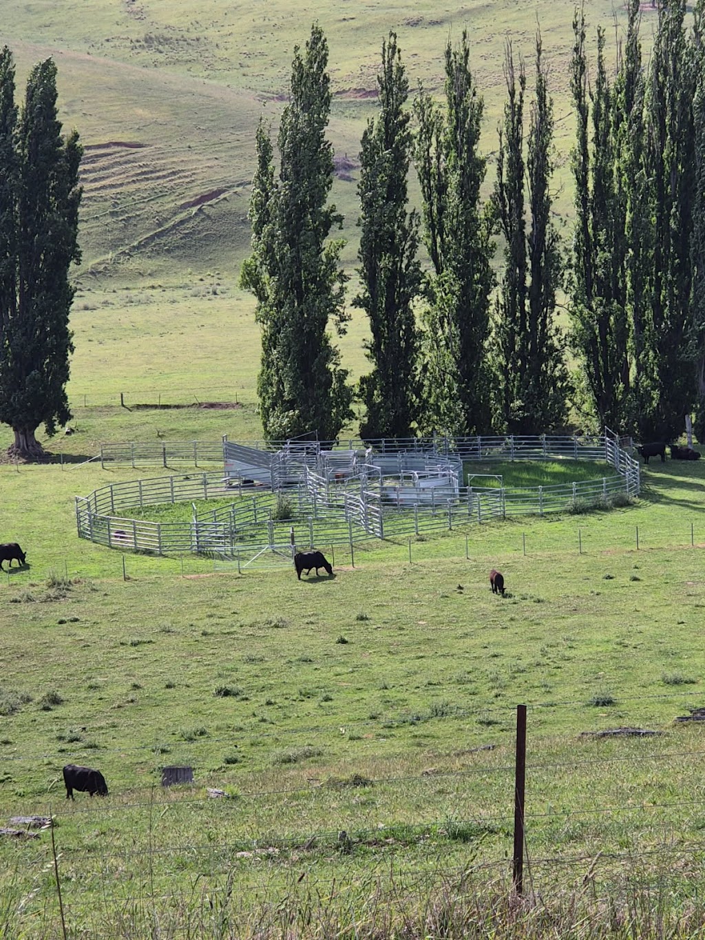 Gippsland Stockyards | Bengworden Rd, Perry Bridge VIC 3862, Australia | Phone: 0400 665 492