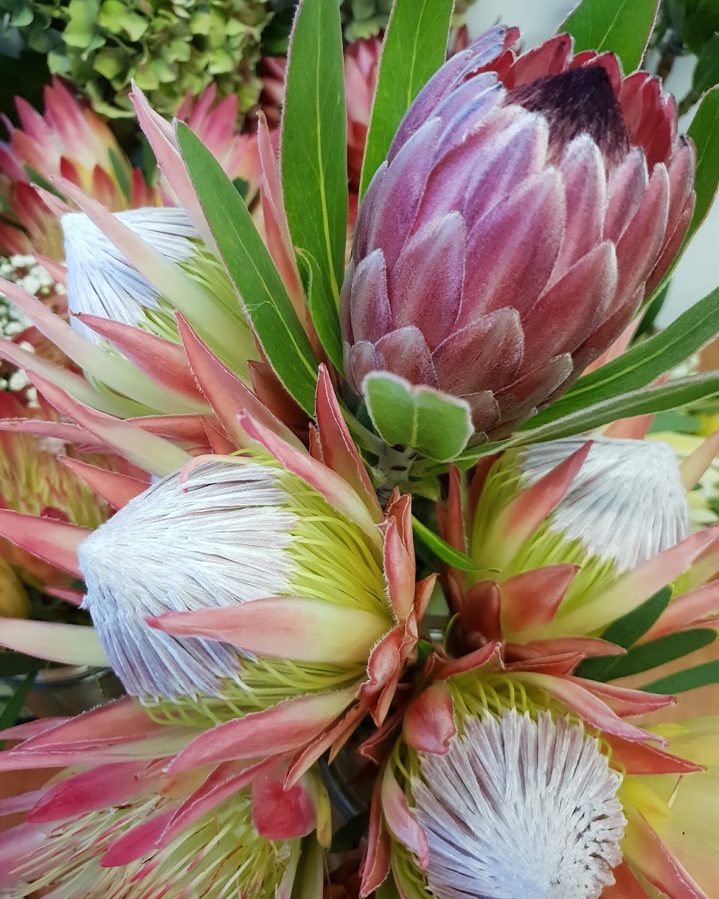 Silvertree Botanics | florist | Spring Beach TAS 7190, Australia | 0477408046 OR +61 477 408 046