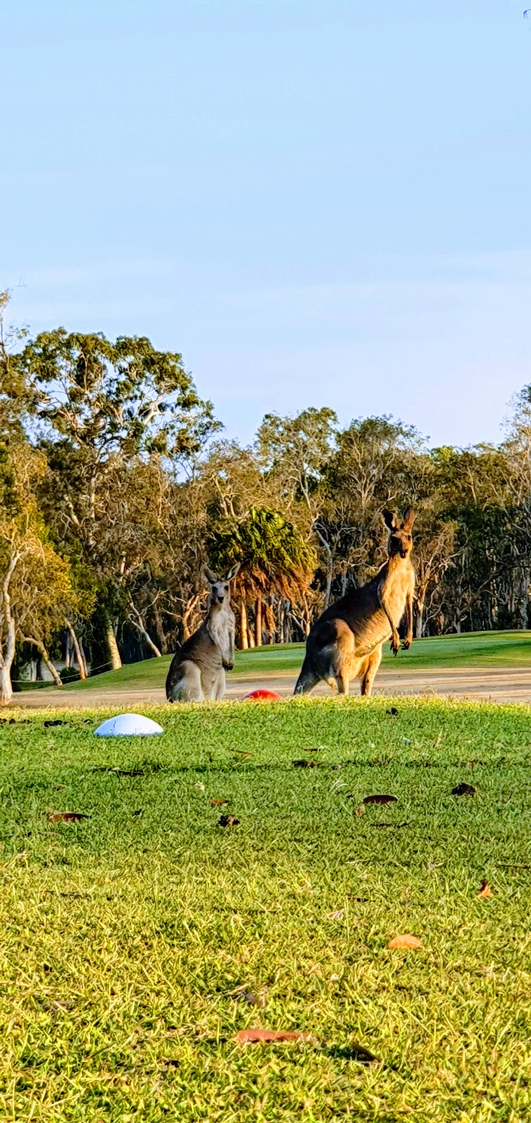 Town of 1770 Golf Course | 2366 Round Hill Rd, Round Hill QLD 4677, Australia | Phone: (07) 4974 9663