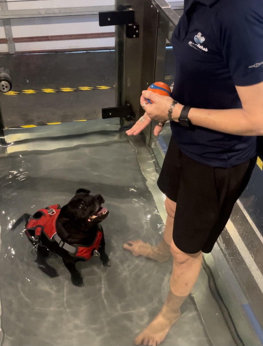 K9 Hydro Rehab and Conditioning | 40 Hoffschildt Dr, Currumbin Waters QLD 4223, Australia | Phone: 0424 879 445