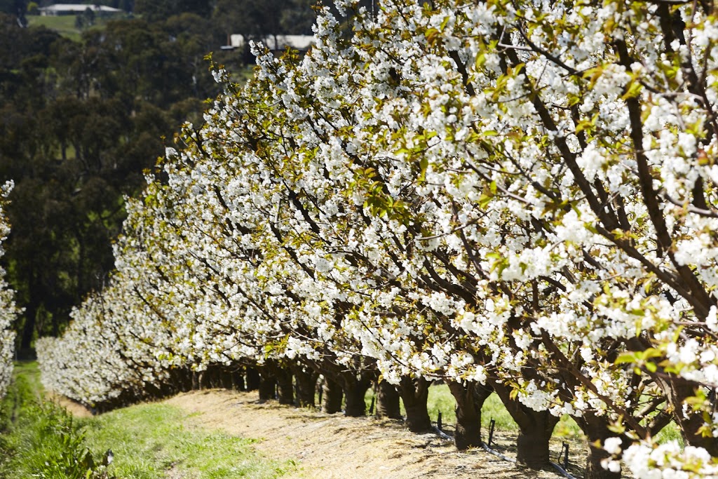 Yarra Valley Cherries | 585 Victoria Rd, Seville VIC 3139, Australia | Phone: (03) 5964 4685