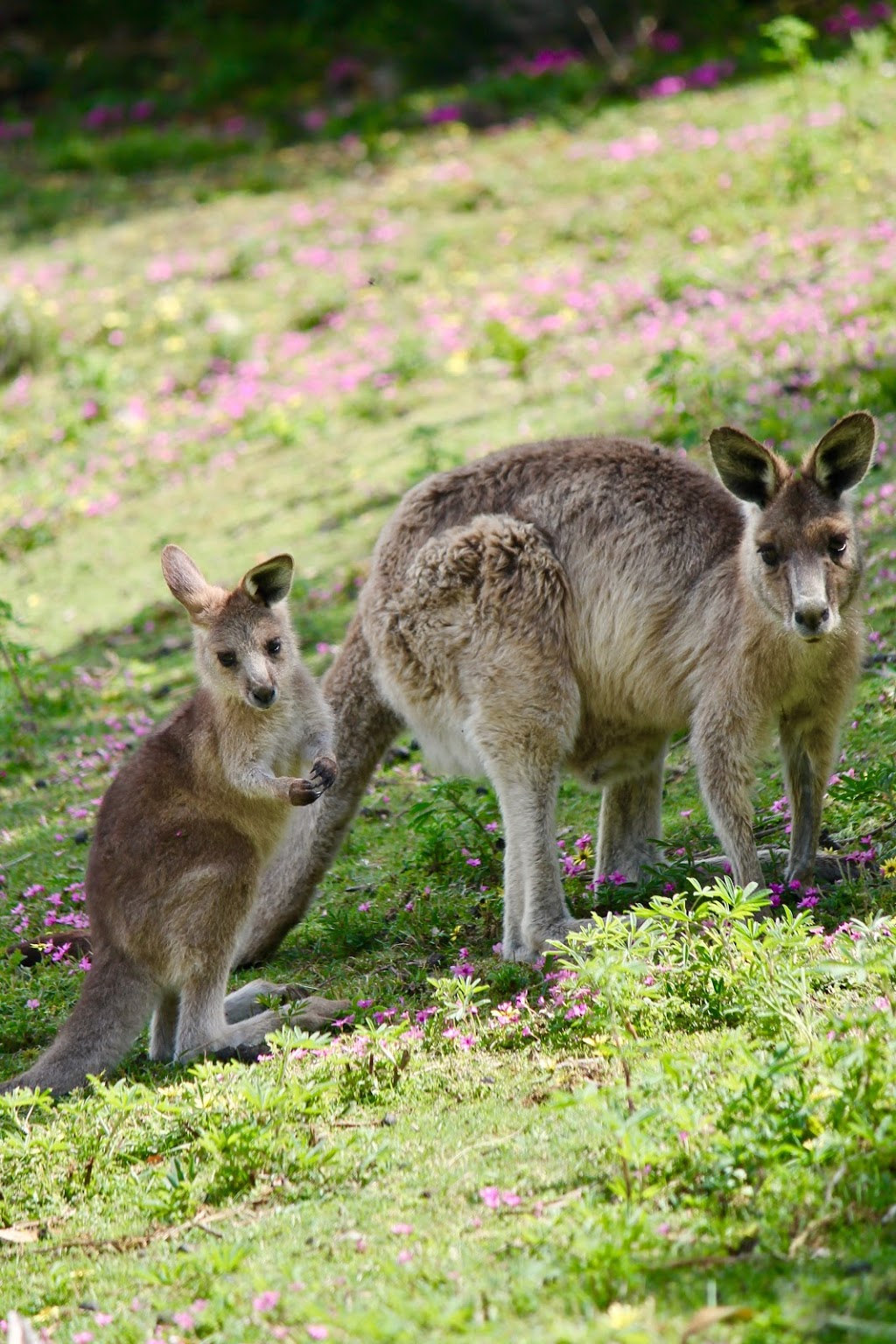 Three Hummock Island Eco Accommodation | Three Hummock Island C/O Smithton Post Office, 8 Smith St, Smithton TAS 7330, Australia | Phone: 0417 686 303