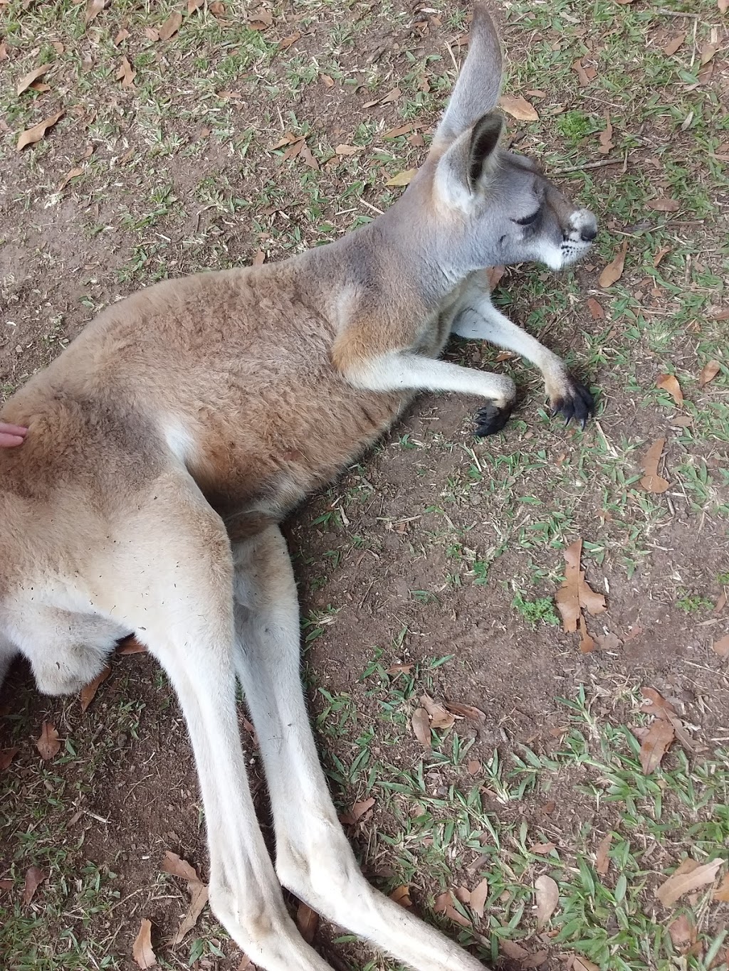 Australia Zoo Wildlife Warriors Worldwide | Steve Irwin Way, Beerwah QLD 4519, Australia | Phone: (07) 5436 2097