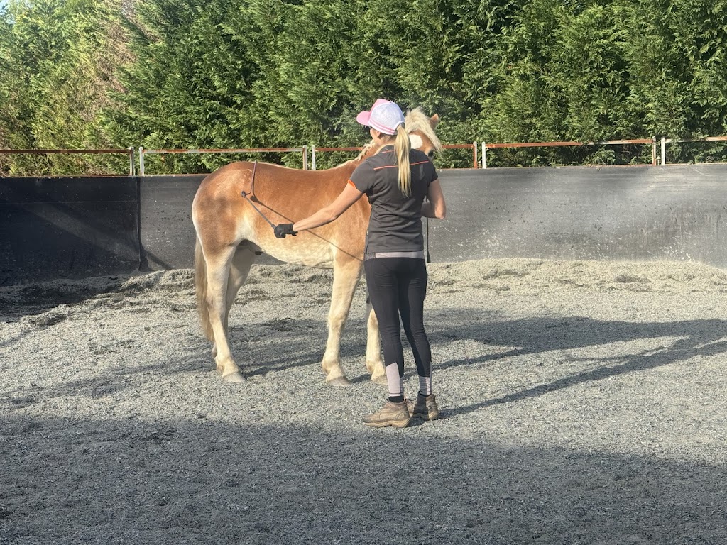 Confetti Equestrian and Appaloosas | 10 Boundary Rd, Buxton NSW 2571, Australia | Phone: 0403 132 905