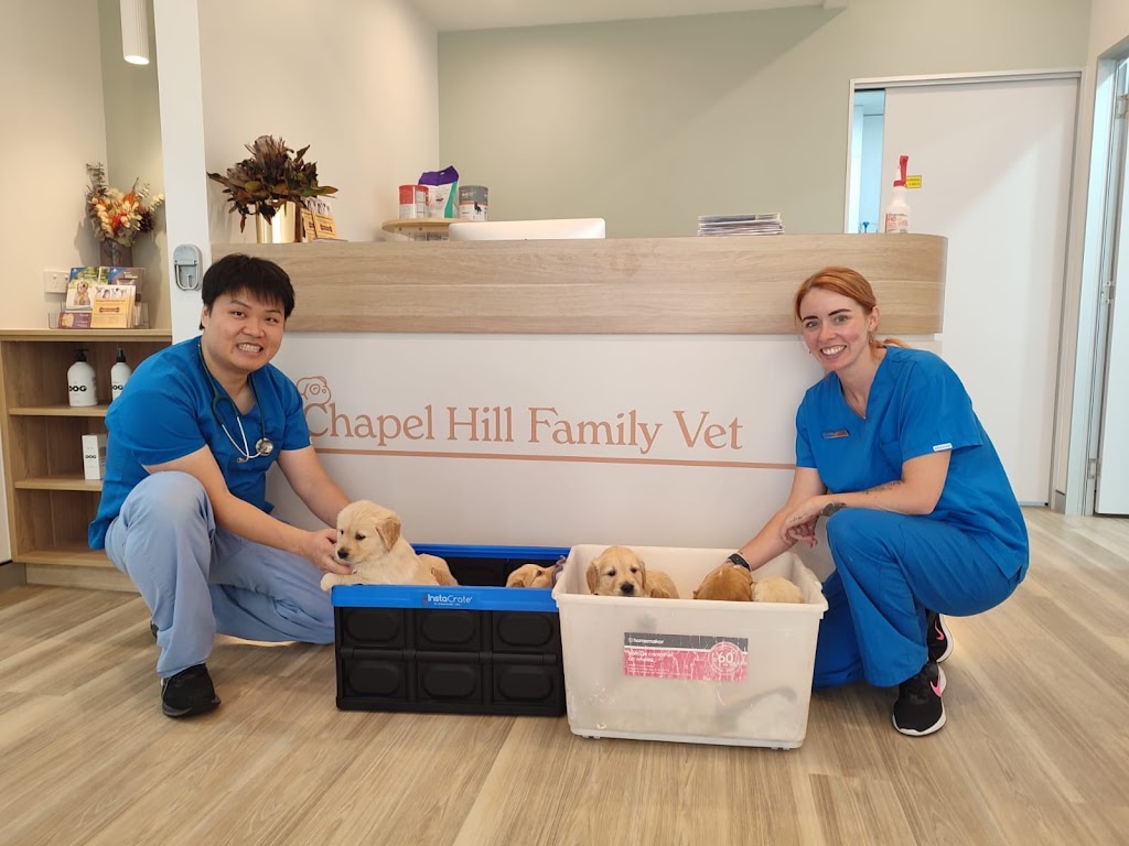 Chapel Hill Family Vet | veterinary care | 2 Kirkdale Rd, Chapel Hill QLD 4069, Australia | 0736202010 OR +61 7 3620 2010