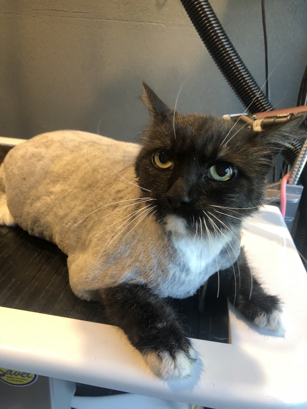Paws and Claws Squeaking Point | 97 Shannon Dr, Port Sorell TAS 7307, Australia | Phone: 0409 920 867