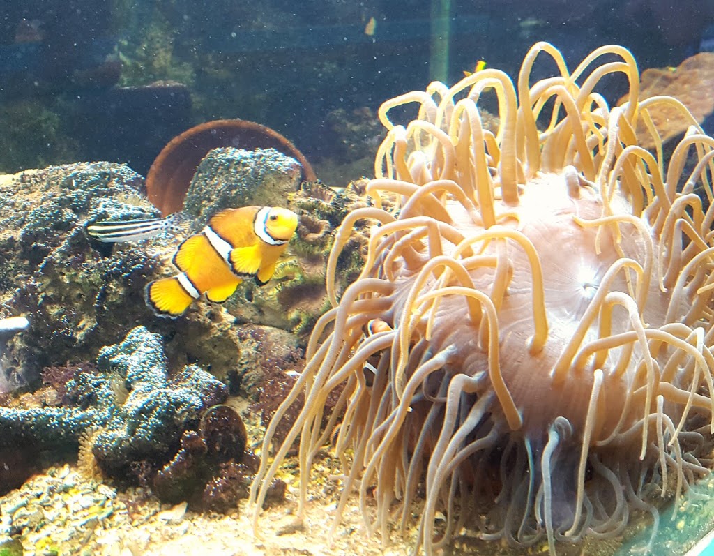 Aquasearch Aquarium | aquarium | 6/10 Elena St, Nelly Bay QLD 4819, Australia | 0447769481 OR +61 447 769 481