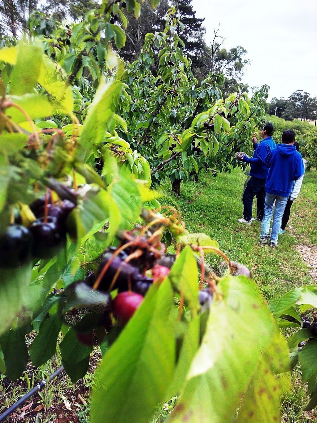 Seville Farm Cherries |  | 56 Monbulk-Seville Rd, Seville VIC 3139, Australia | 1300360056 OR +61 1300 360 056