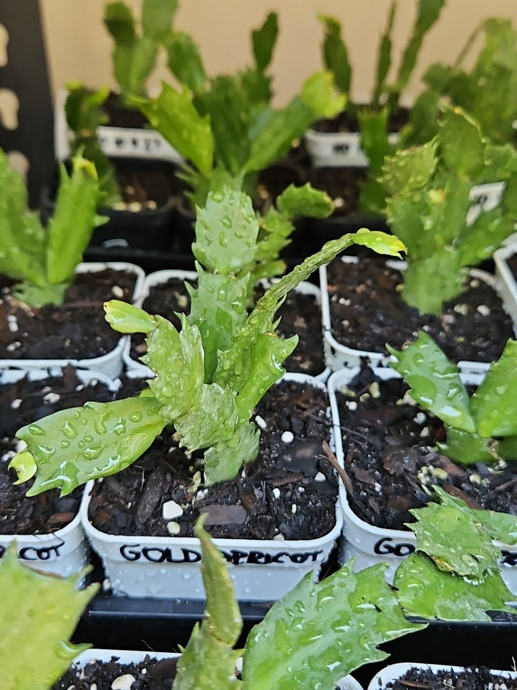 Schlumbergera Queensland | 35 Attewood Ave, Berrinba QLD 4117, Australia | Phone: 0407 432 368