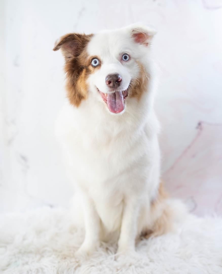 K9 Potential | 699 Cedar Creek Rd, Cedar Creek QLD 4520, Australia | Phone: 0401 935 750