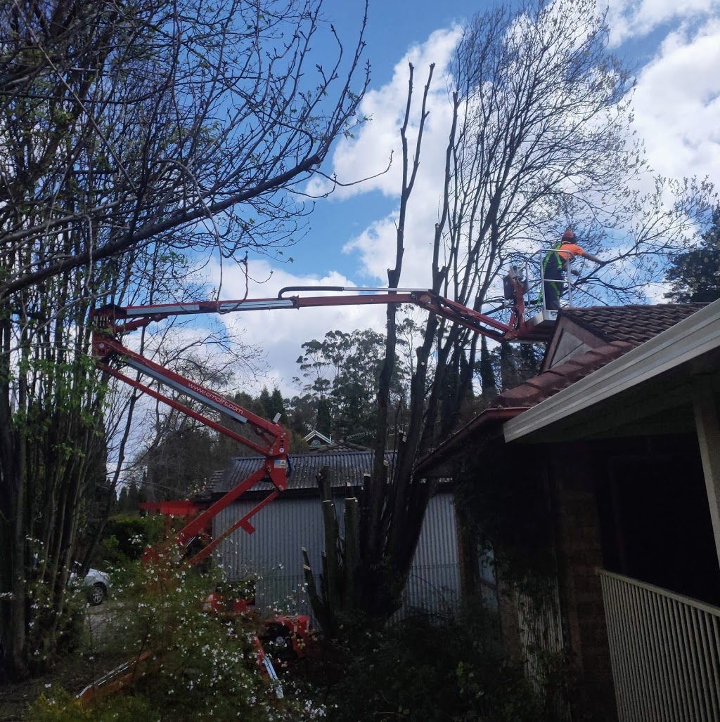 Barnes Tree Services | 36 Garrett St, Moss Vale NSW 2577, Australia | Phone: 0425 395 388