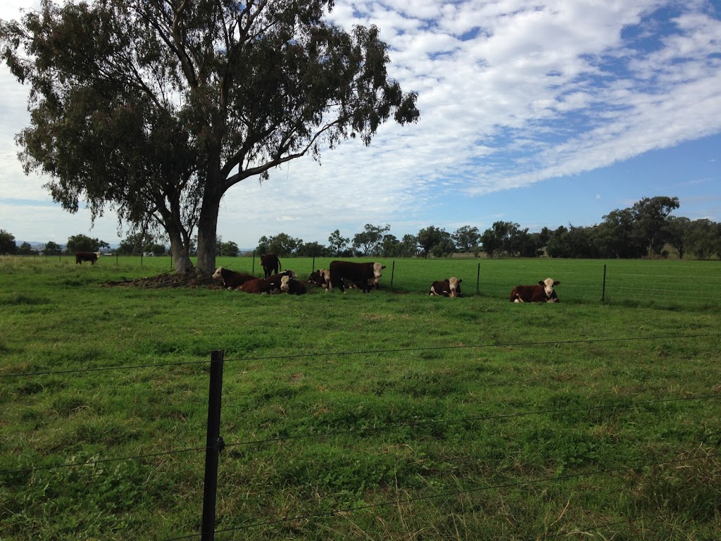 Swanvale Herefords | Wolli, 2006 Old Winton Rd, Winton NSW 2344, Australia | Phone: (02) 6760 6227