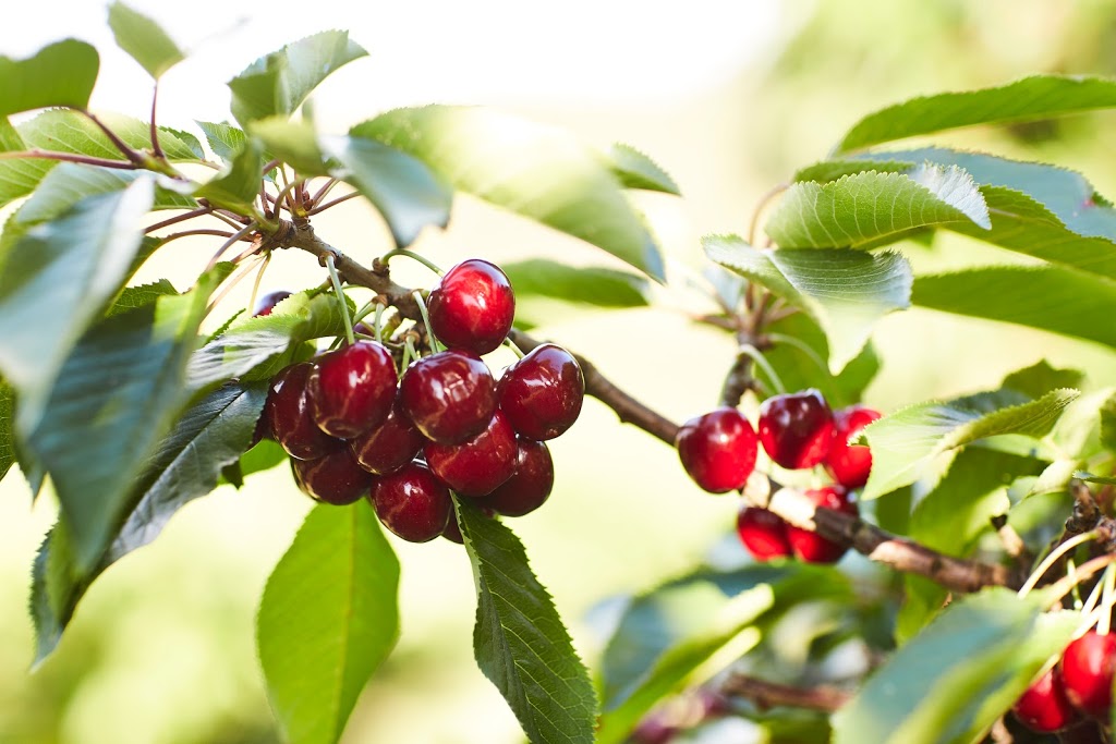 Yarra Valley Cherries | 585 Victoria Rd, Seville VIC 3139, Australia | Phone: (03) 5964 4685