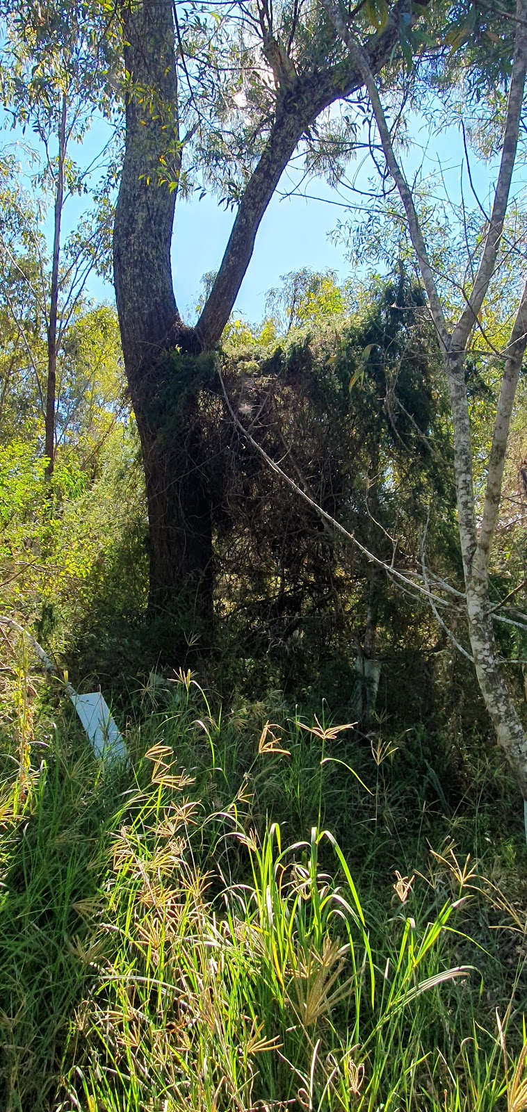 Big Rigs Yard Maintenance | 1 Mallee Ct, Plainland QLD 4341, Australia | Phone: 0439 787 473