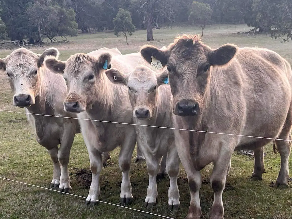 Ferguson Livestock | 306 Snake Valley-Chepstowe Rd, Snake Valley VIC 3351, Australia | Phone: 0412 144 625