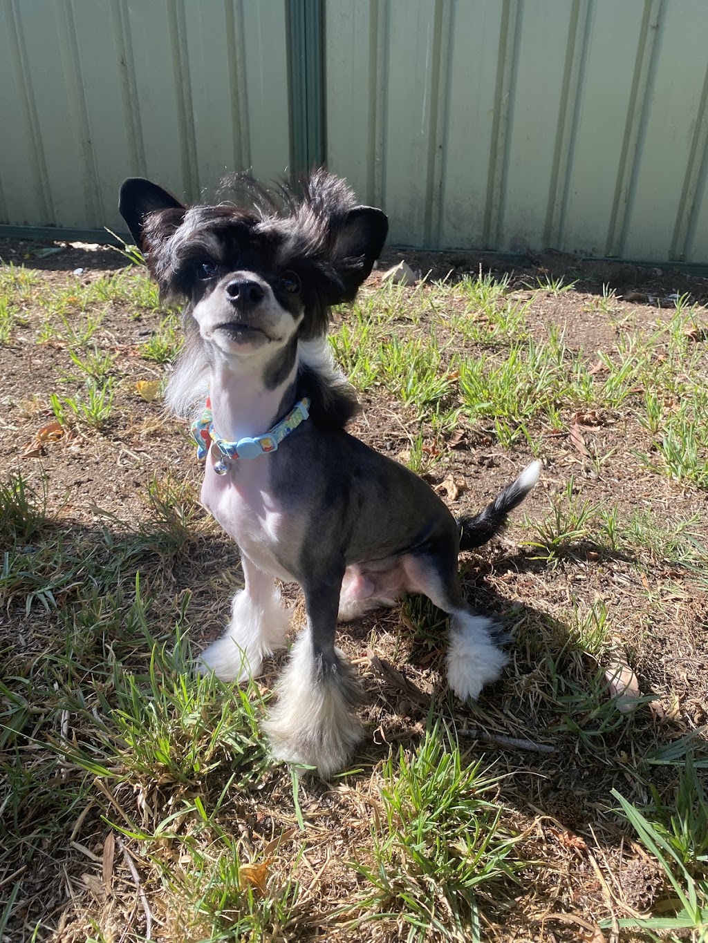 Happy Feet Grooming Parlour | 335 Princes Hwy, Bomaderry NSW 2541, Australia | Phone: 0401 247 023