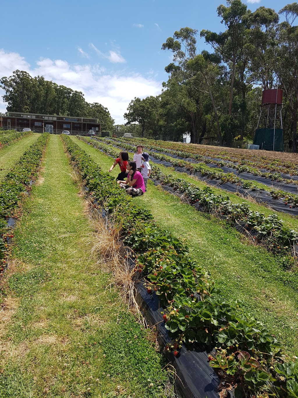 Berry World PYO Strawberries | 26 Egan St, Timboon VIC 3268, Australia | Phone: (03) 5598 3240