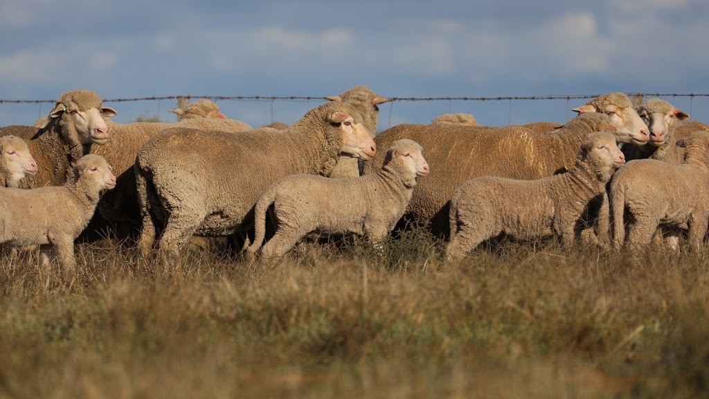 Pooginook Merino and Poll Stud |  | 773 Four Corners Rd, Jerilderie NSW 2716, Australia | 0428953017 OR +61 428 953 017