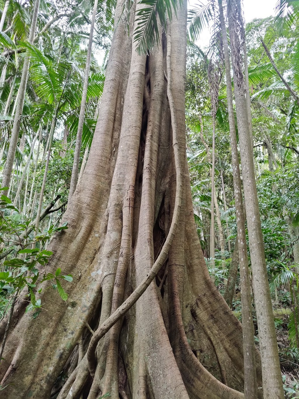 Giant Strangler Fig | Tamborine Mountain QLD 4272, Australia