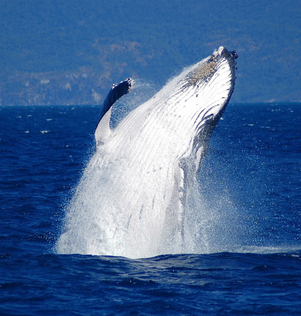 Reef Magic Cruises | travel agency | Cairns Reef Fleet Terminal, 1, Spence St, Cairns City QLD 4870, Australia | 0740311588 OR +61 7 4031 1588