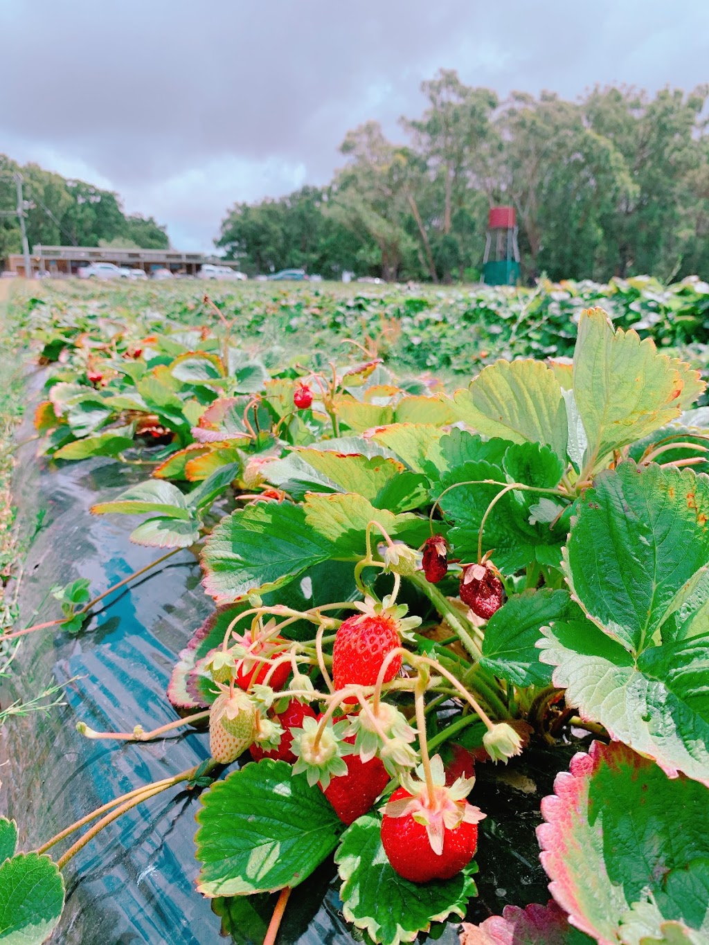 Berry World PYO Strawberries | cafe | 26 Egan St, Timboon VIC 3268, Australia | 0355983240 OR +61 3 5598 3240