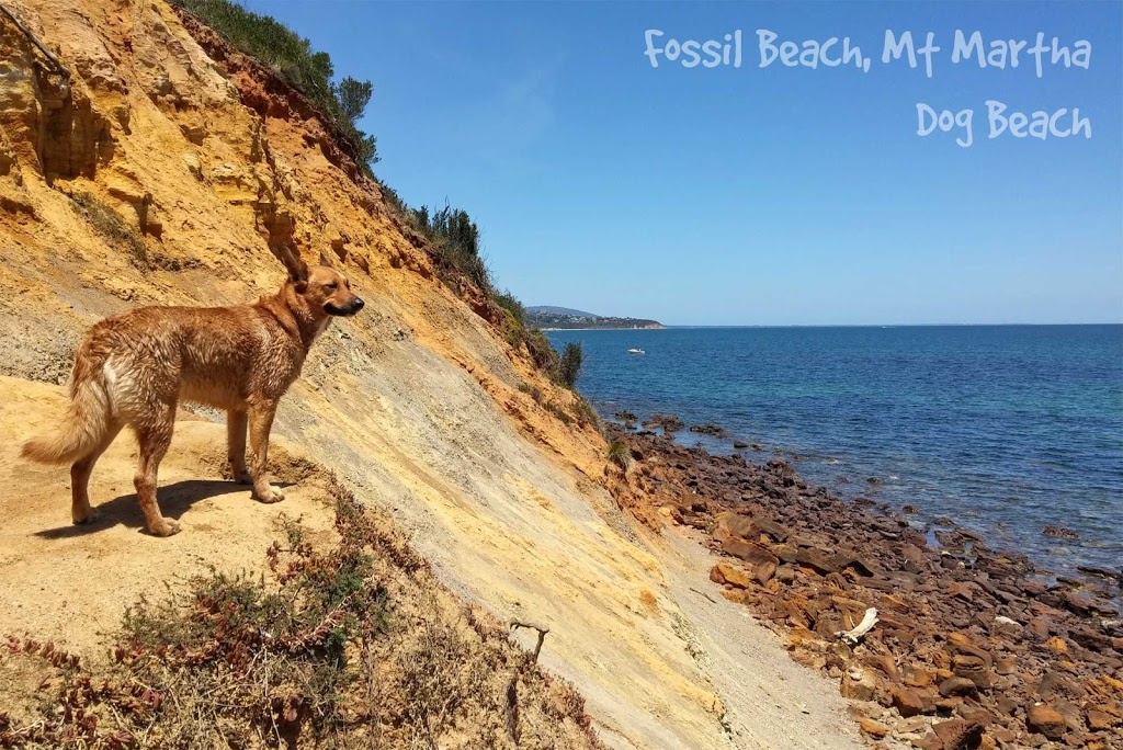 Dog Friendly Beach - Fossil Beach | park | Mornington VIC 3931, Australia