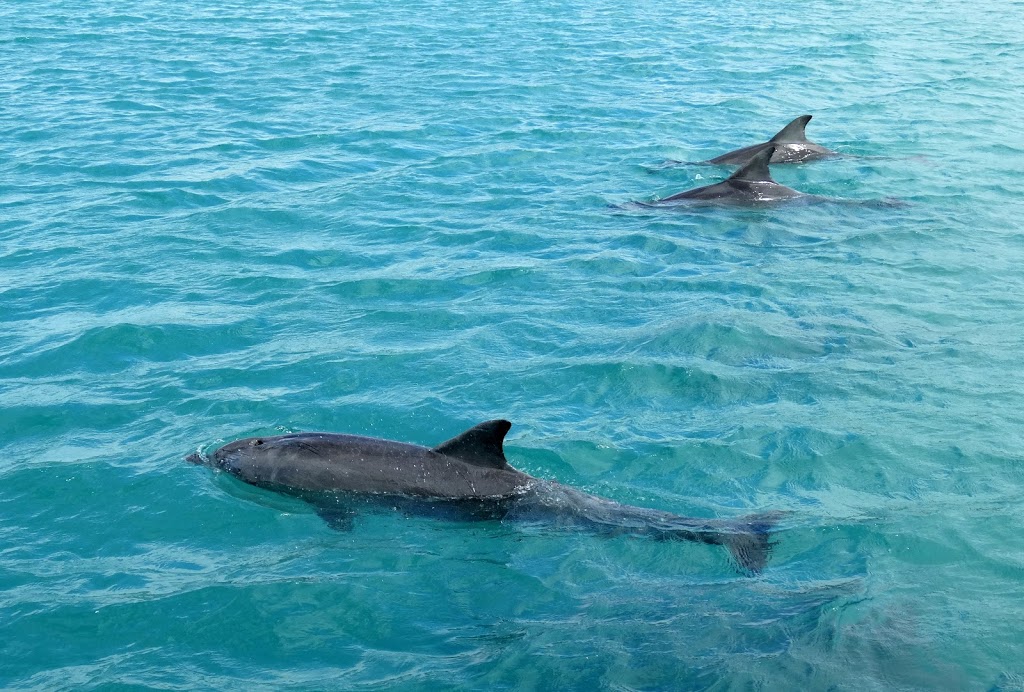 Kangaroo Island Marine Adventures | Kingscote Wharf, Kingscote SA 5223, Australia | Phone: (08) 8553 3227